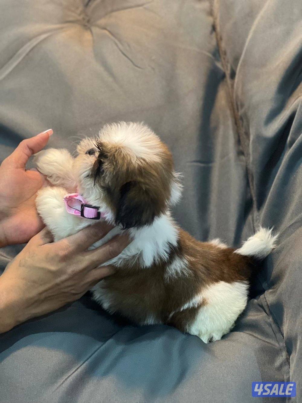 للحجز شتزو بيور مستوي فاخر4