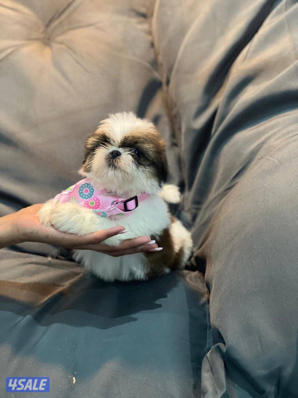 للحجز شتزو بيور مستوي فاخر5