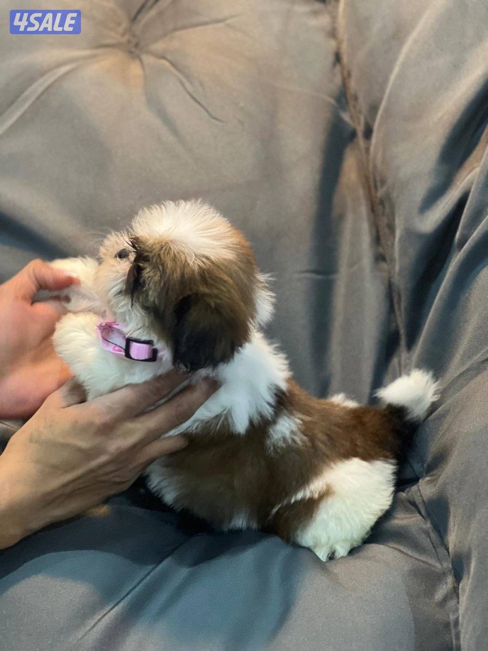 للحجز شتزو بيور مستوي فاخر6