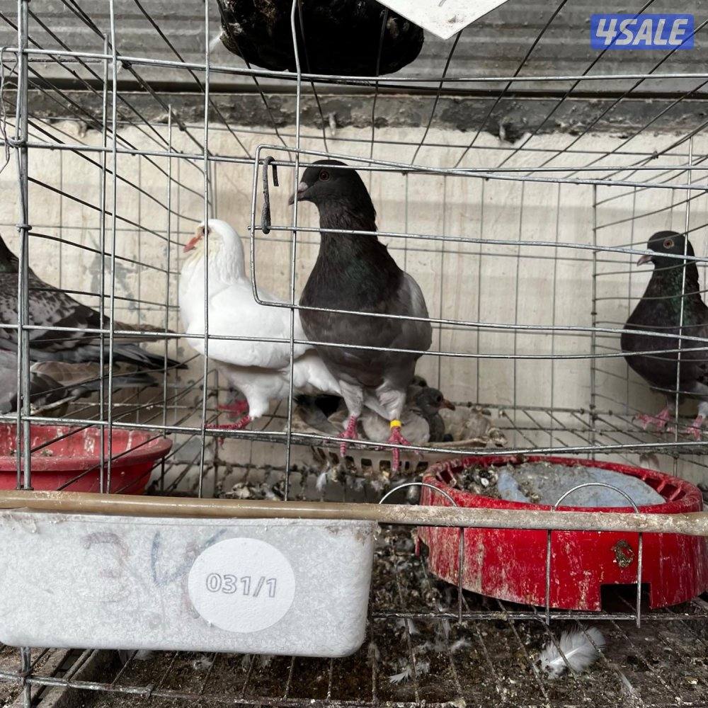 حمام لاحم فرنسي1