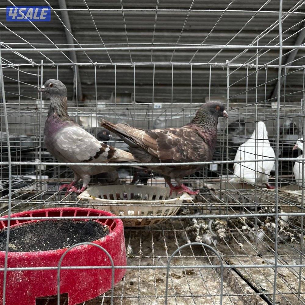 حمام لاحم فرنسي3