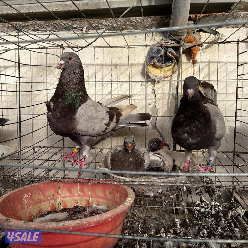 حمام لاحم فرنسي5