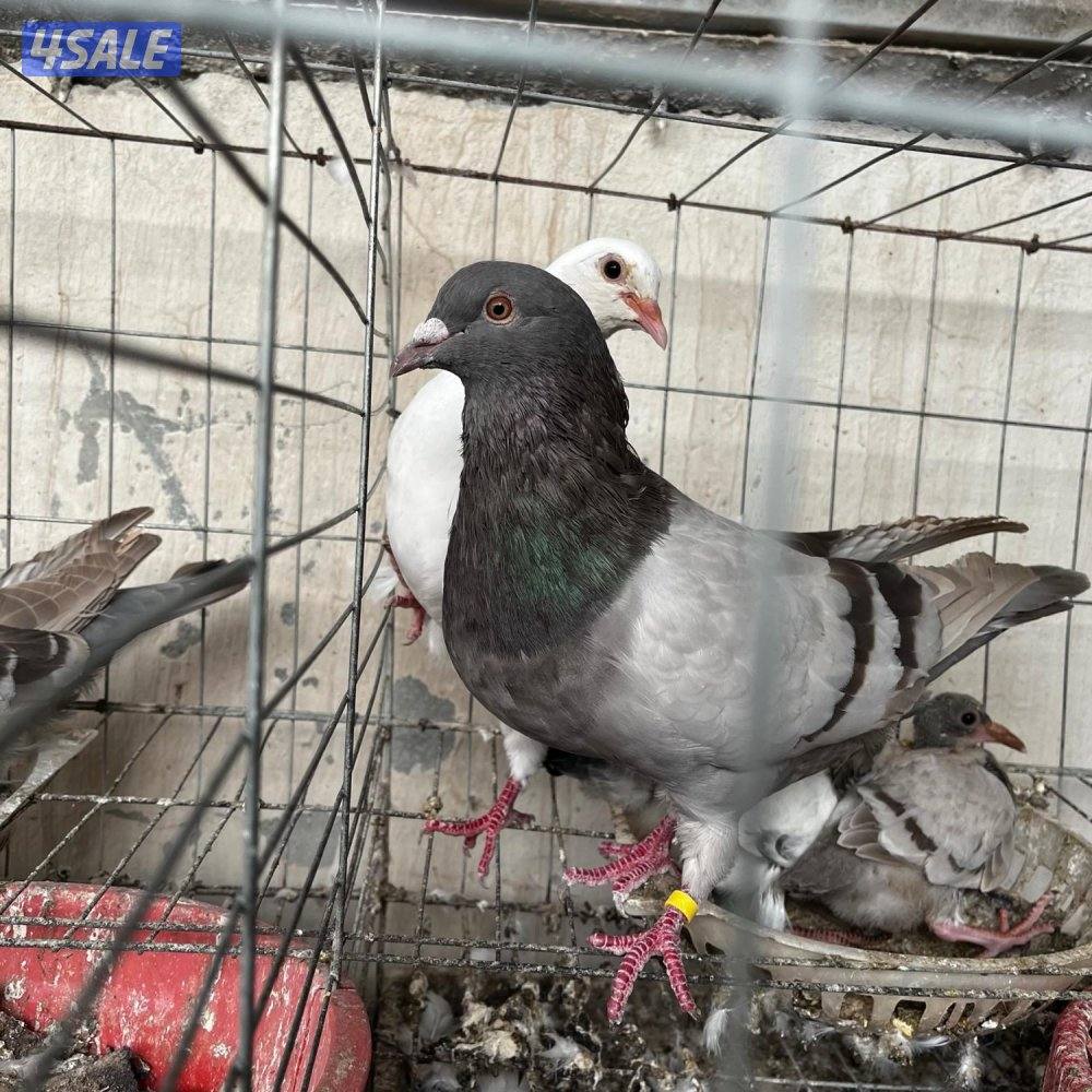 حمام لاحم فرنسي7