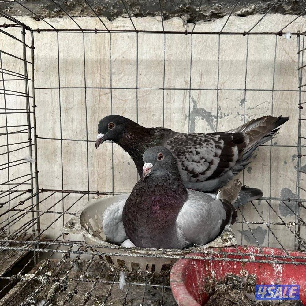 حمام لاحم فرنسي8