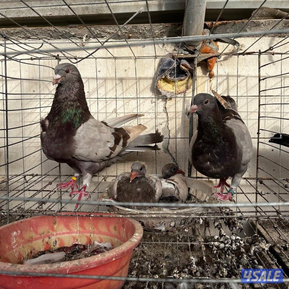 حمام لاحم فرنسي10