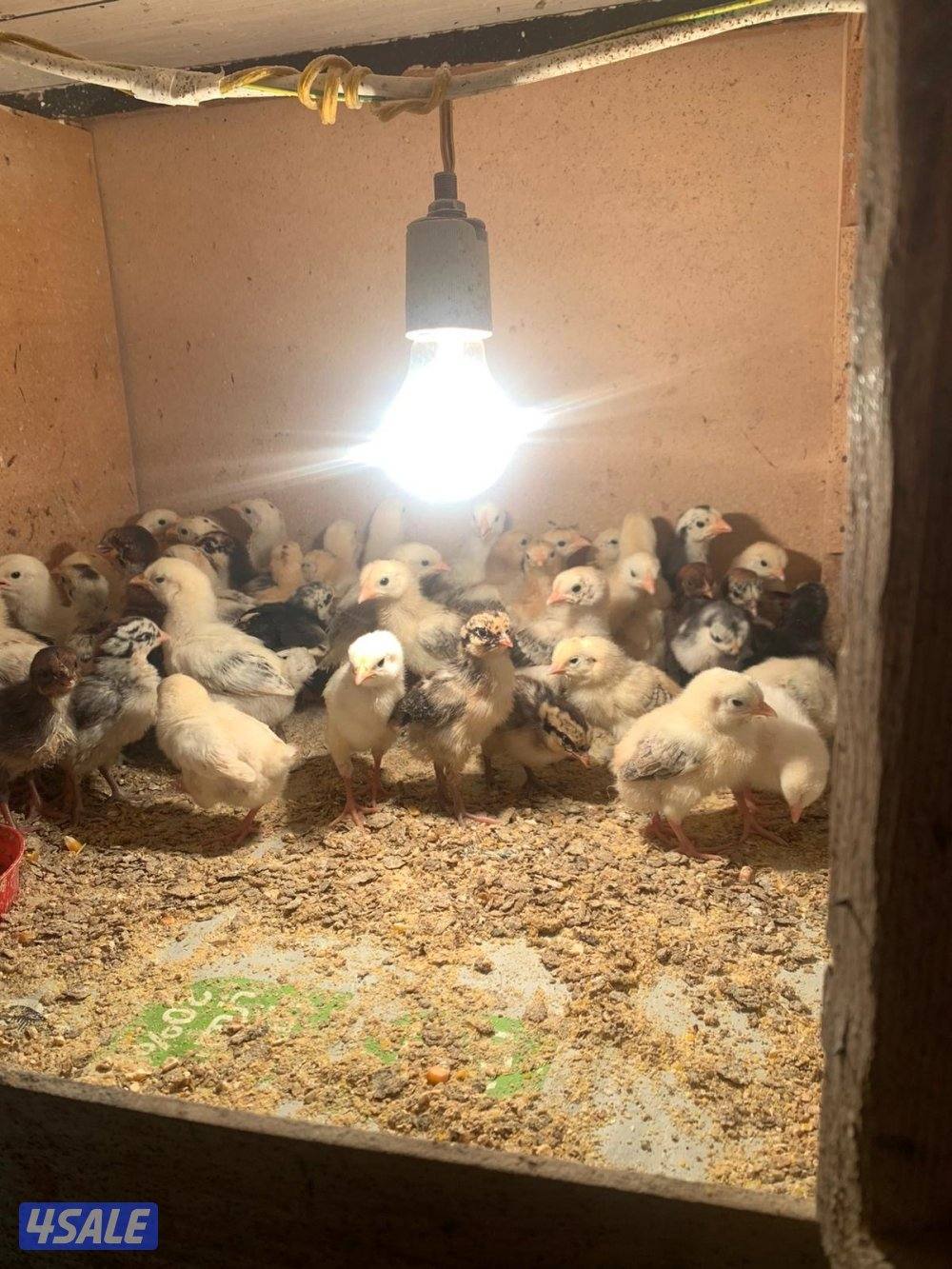 صيصان دجاج0