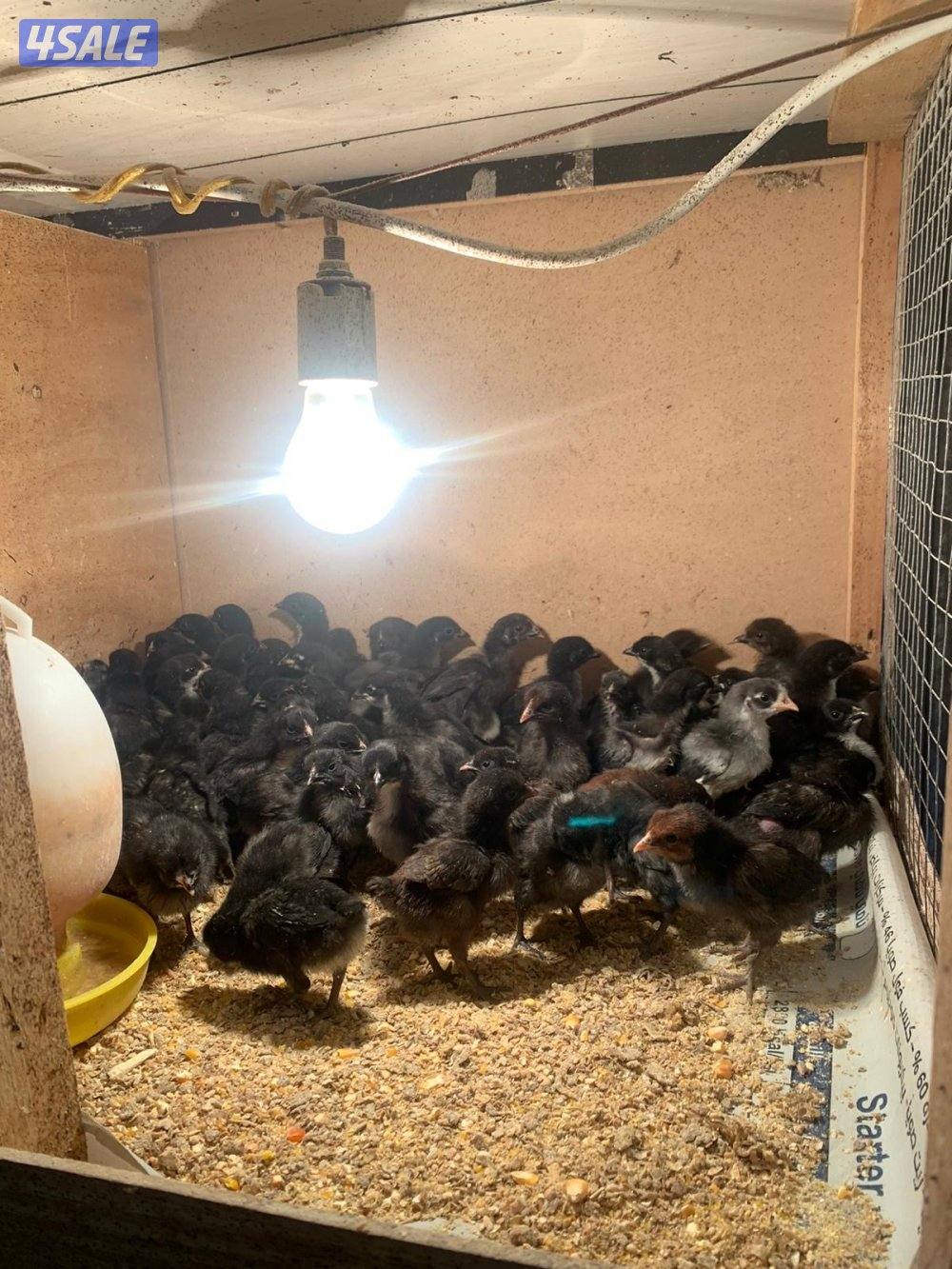 صيصان دجاج1