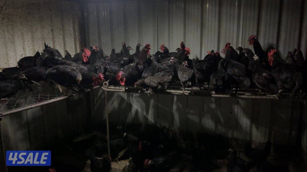 صيصان دجاج2