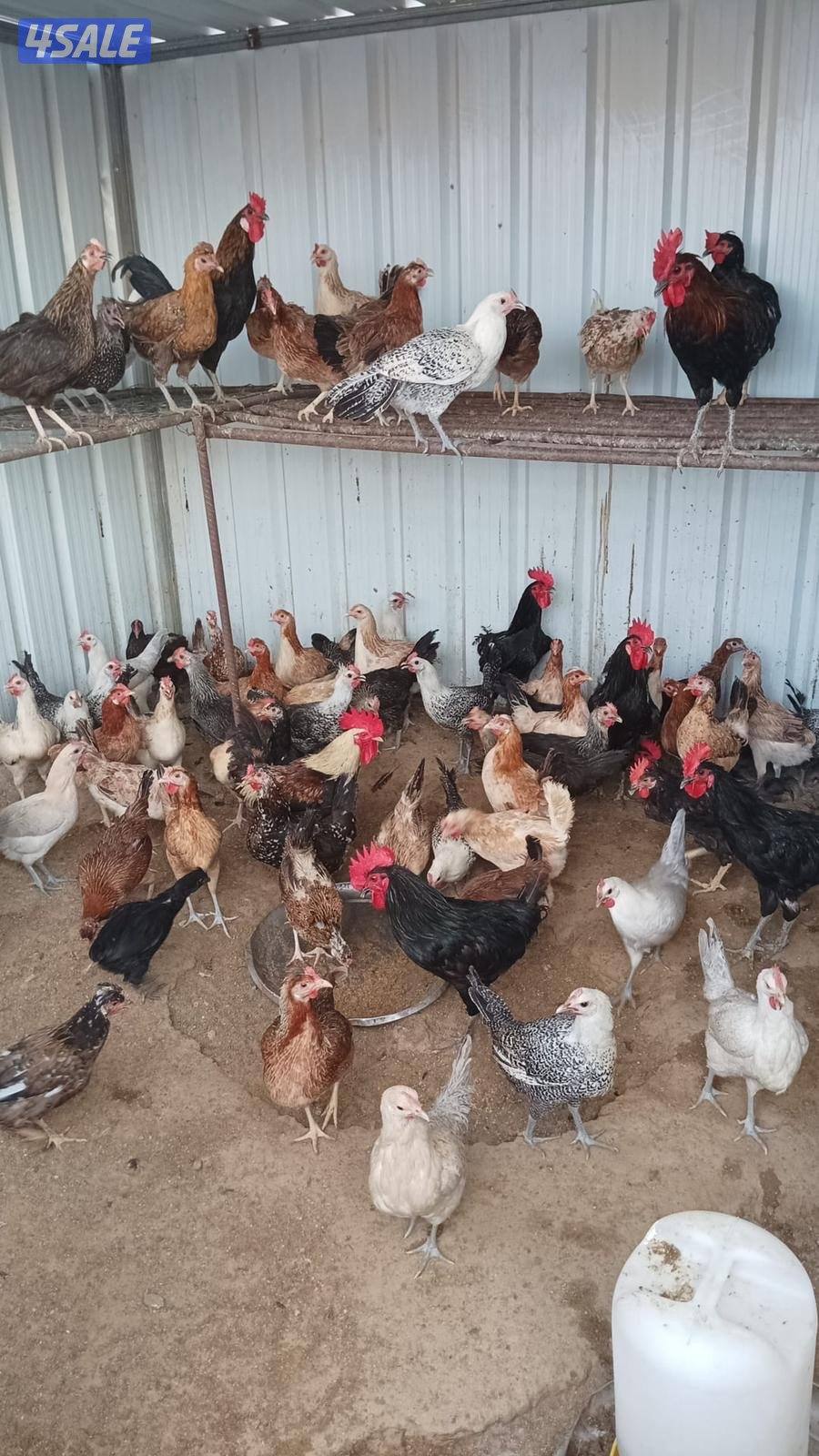 صيصان دجاج3