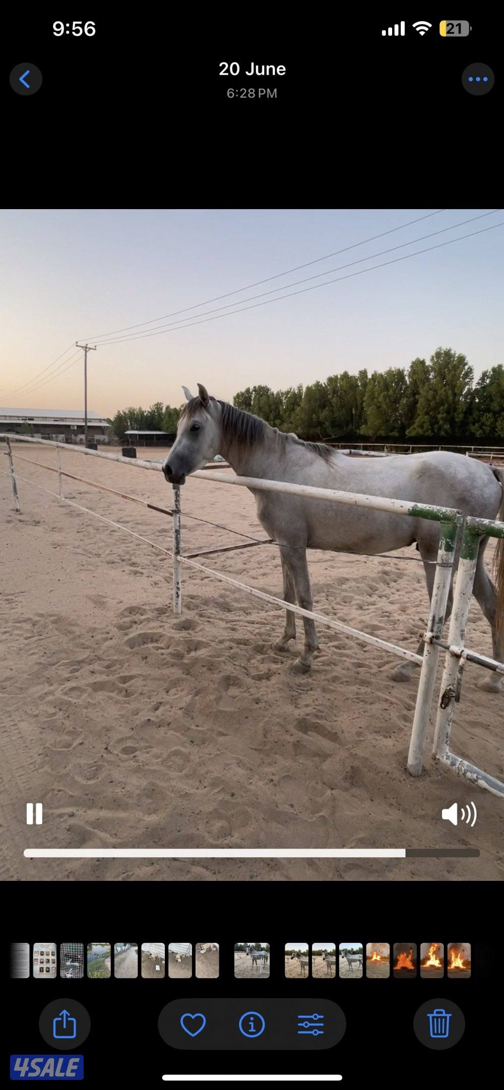 فلو -٢سنه/ الاب شمال الخالدية والام واهو بوليش - غير مسجل- بياع0