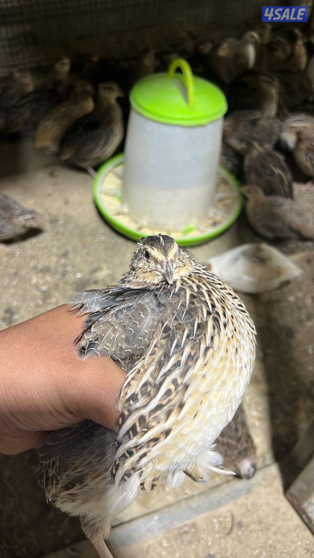 فري سمين غير مطعم0