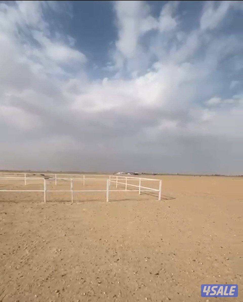 بادوك خيل 12/12 تفصال احترافي حديد 40/40 ممكن تغيير حجمه1