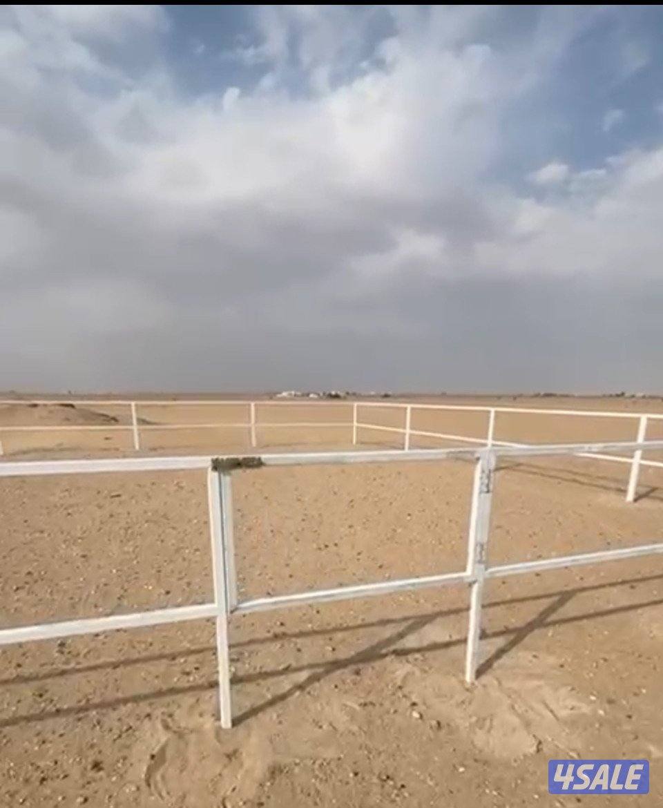 بادوك خيل 12/12 تفصال احترافي حديد 40/40 ممكن تغيير حجمه4