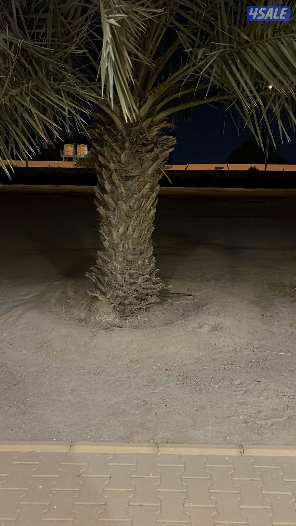 نخل غيباني للبيع متوفر جميع الاحجام و المقاسات من القعيدي الي ٥ أمتار0