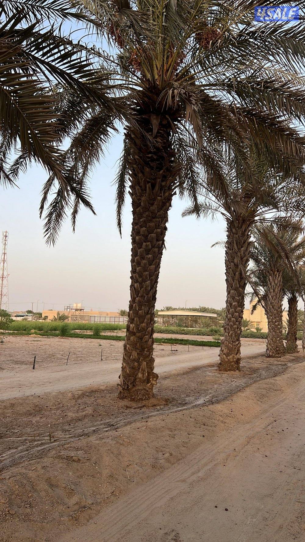 نخل غيباني للبيع متوفر جميع الاحجام و المقاسات من القعيدي الي ٥ أمتار1