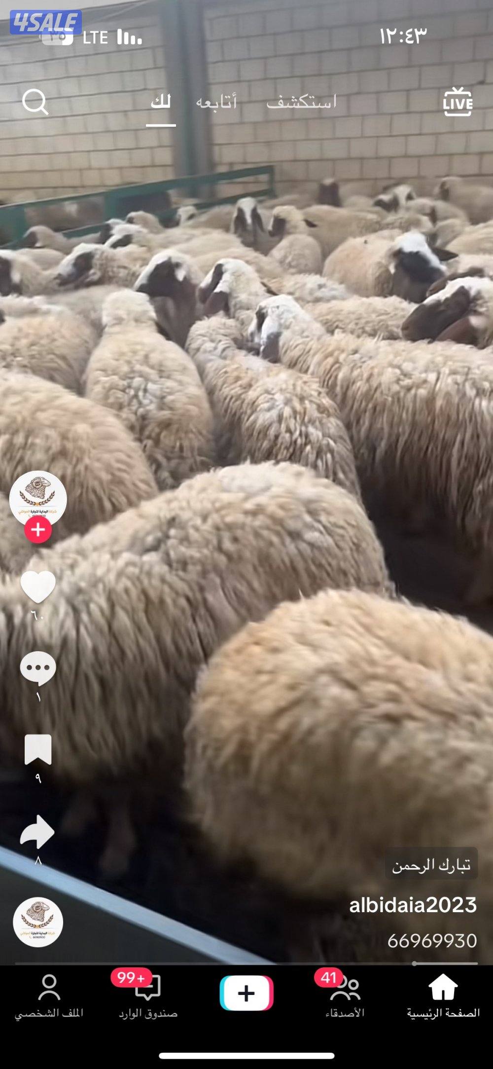 طليان شفالي0