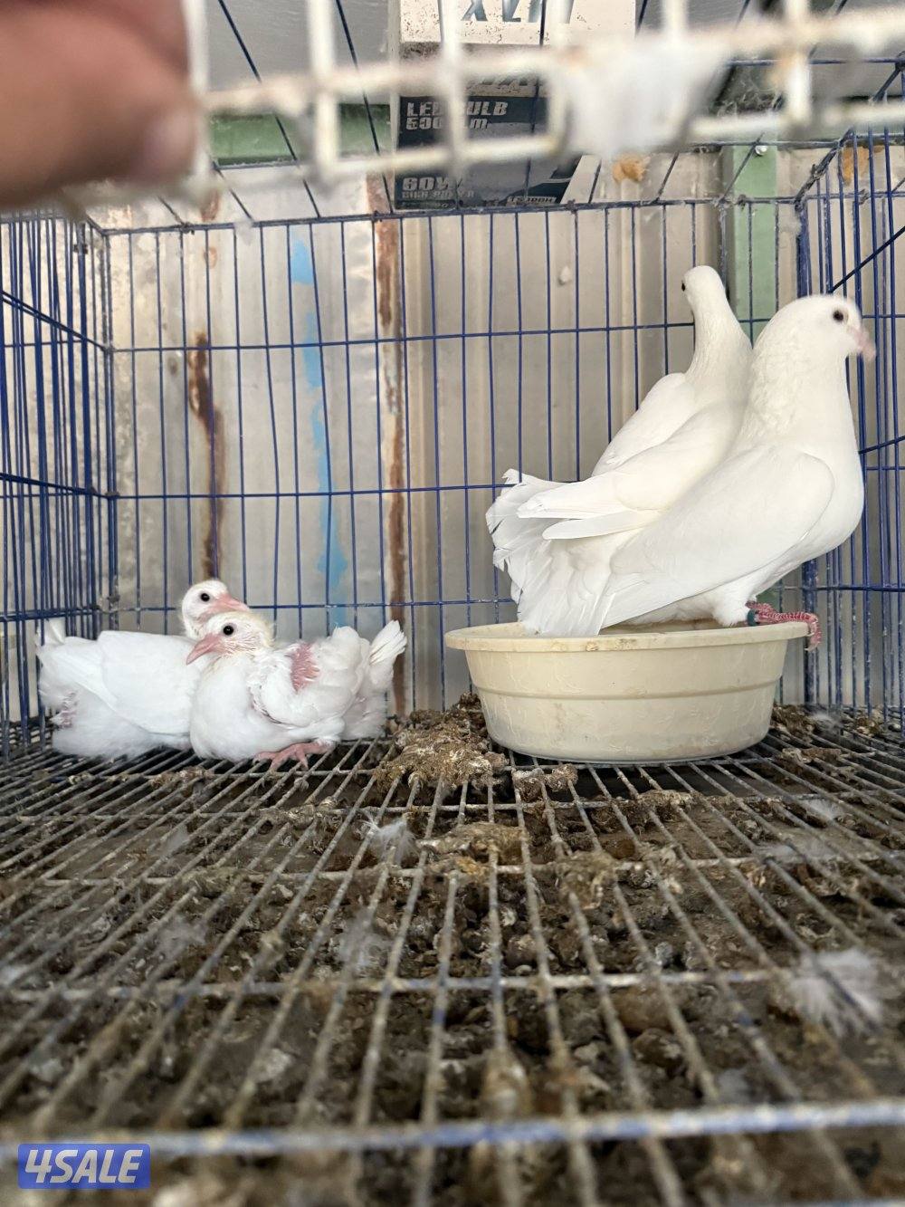 حمام لاحم فرنسي بيور فاخر جداً شبب تحتهم فروخ منتجين0