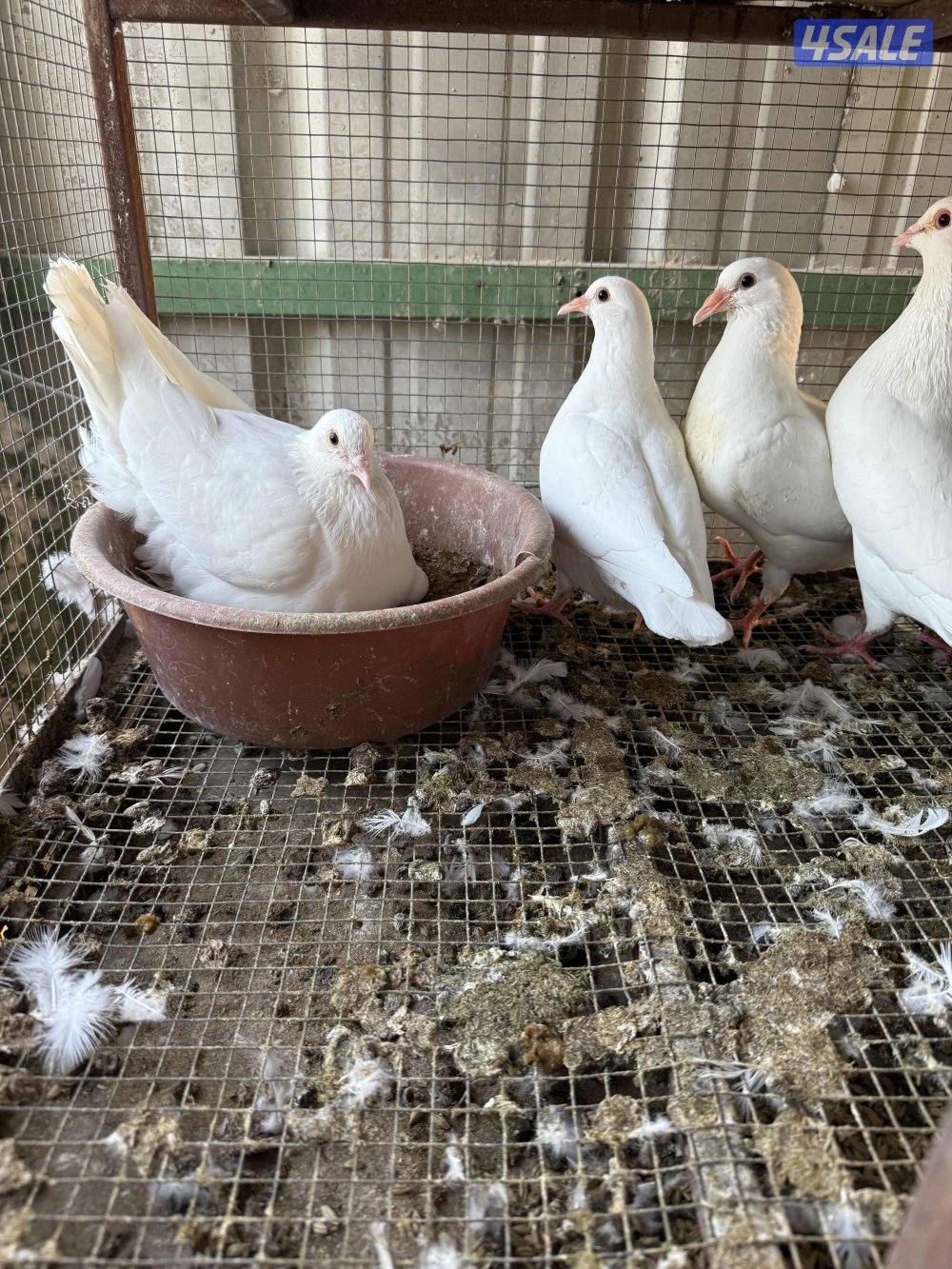 حمام لاحم فرنسي بيور فاخر جداً شبب تحتهم فروخ منتجين1