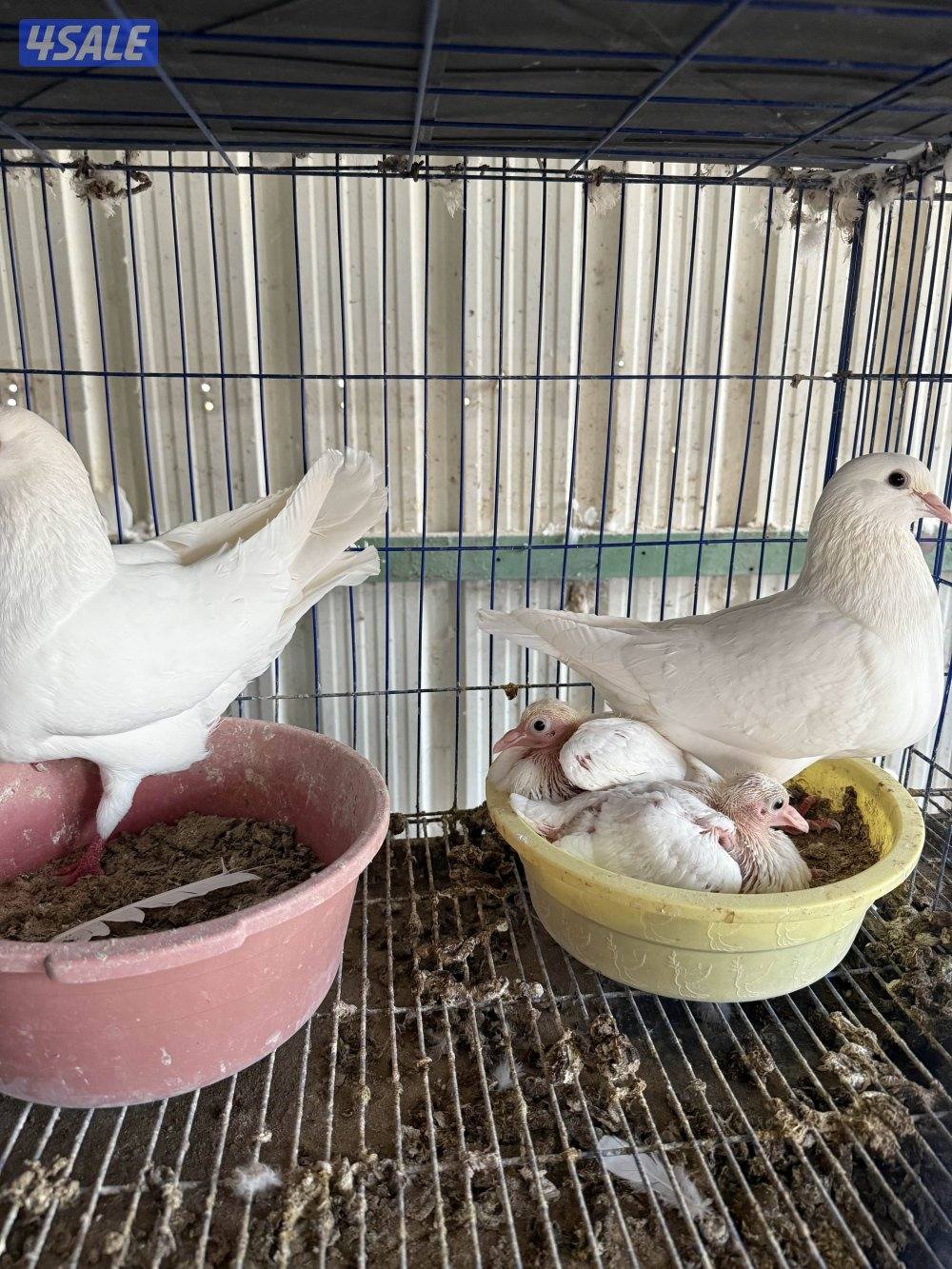 حمام لاحم فرنسي بيور فاخر جداً شبب تحتهم فروخ منتجين2