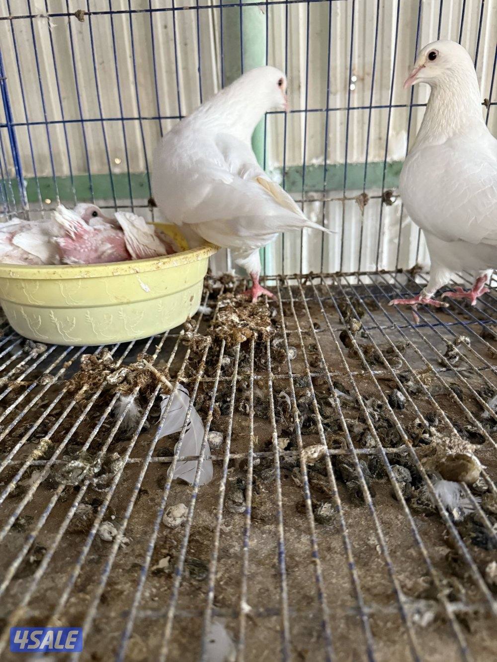 حمام لاحم فرنسي بيور فاخر جداً شبب تحتهم فروخ منتجين3