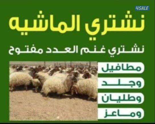 نشتري غنم معزه جميع انواع الحلال0