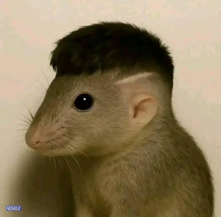 مكافحة حشرات> صراصير /نمل /بق فراش /بريعصي /جرزي فئراان4