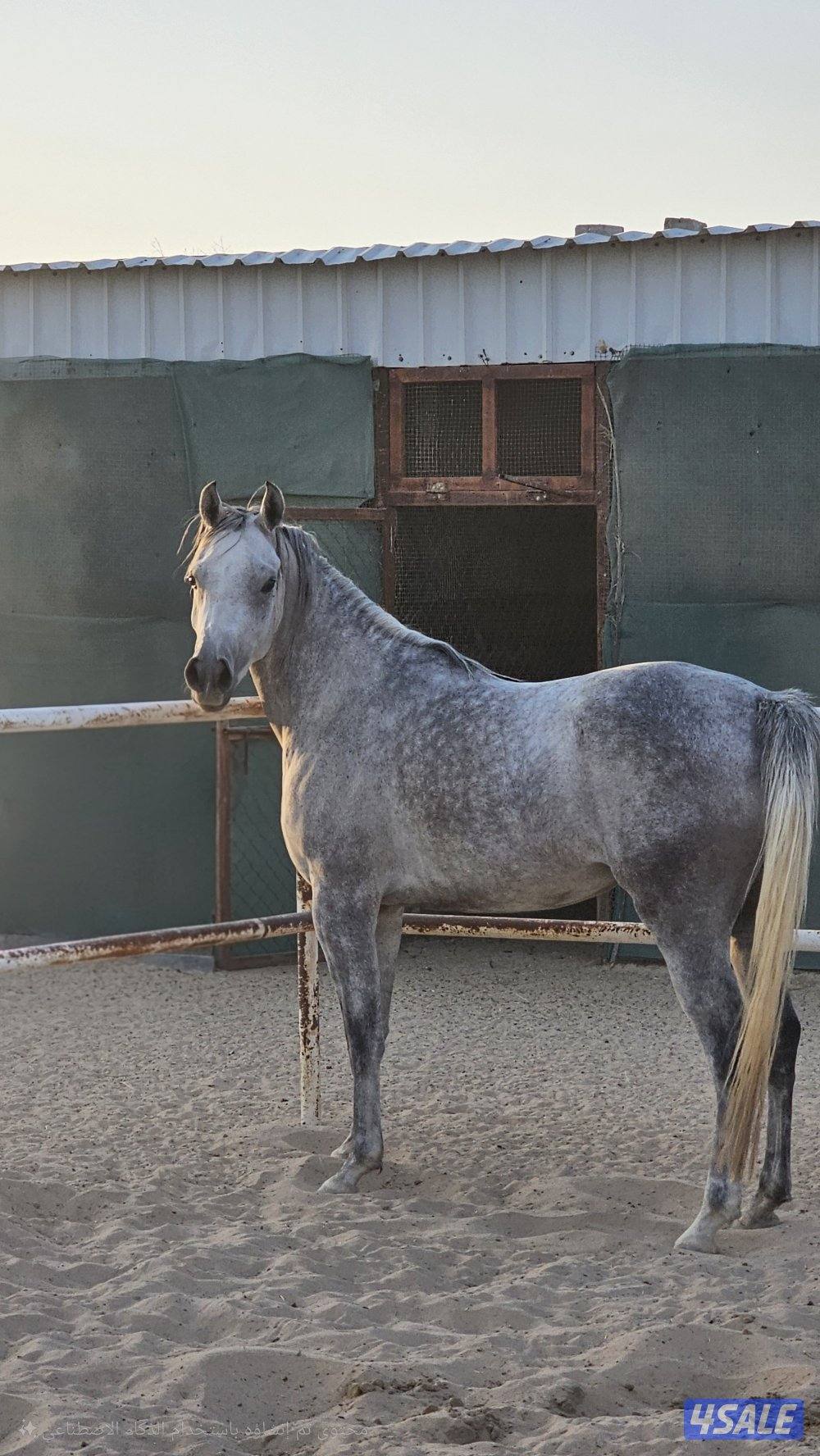 فرس مصريه بيور قطعه فاخره0