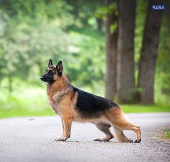 جيرمن شوبرد0