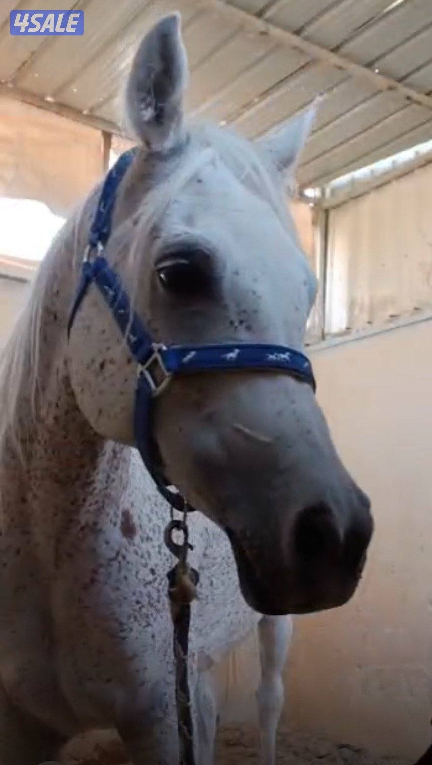 فرس مكس فاخرة بنت البطل عمار الكويت ولد سنان الريان ومن تحت الشقب1