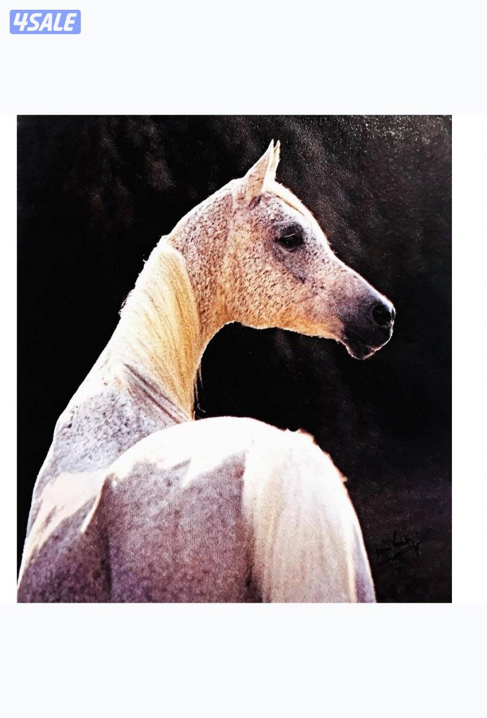 فرس مكس فاخرة بنت البطل عمار الكويت ولد سنان الريان ومن تحت الشقب2