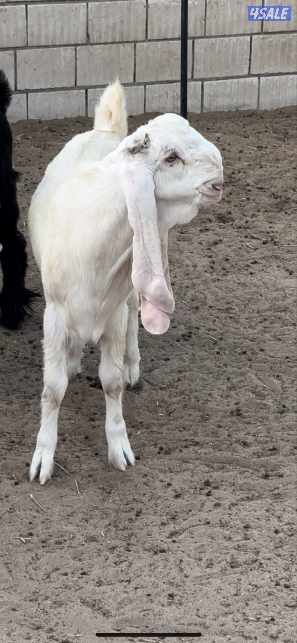 للبيع تيسين مطورات اعيال ولد تثقف ولد العهد الجديد0