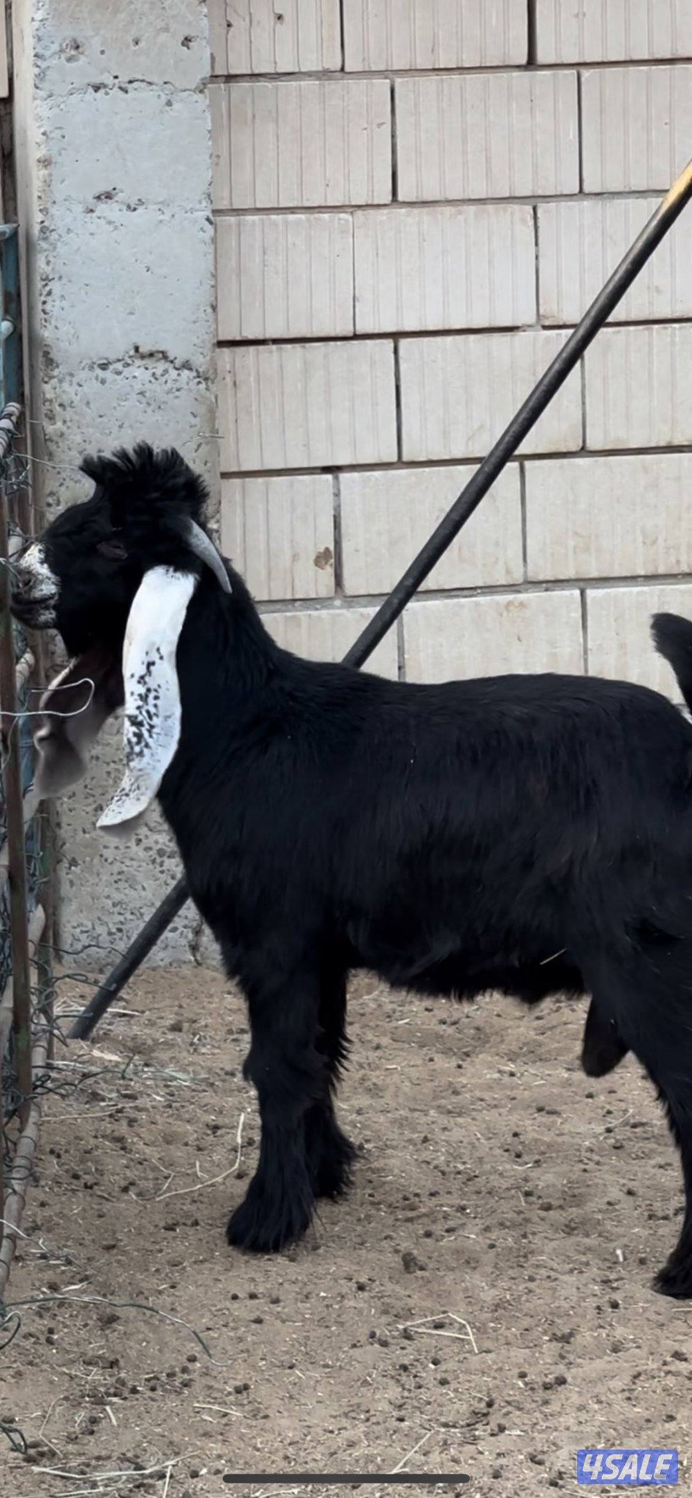 للبيع تيسين مطورات اعيال ولد تثقف ولد العهد الجديد2