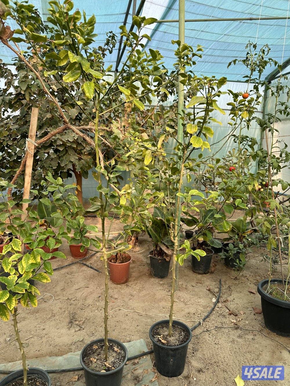 للبيع اشجار عنب بناتي حجم كبير والاستلام من العبدلي1