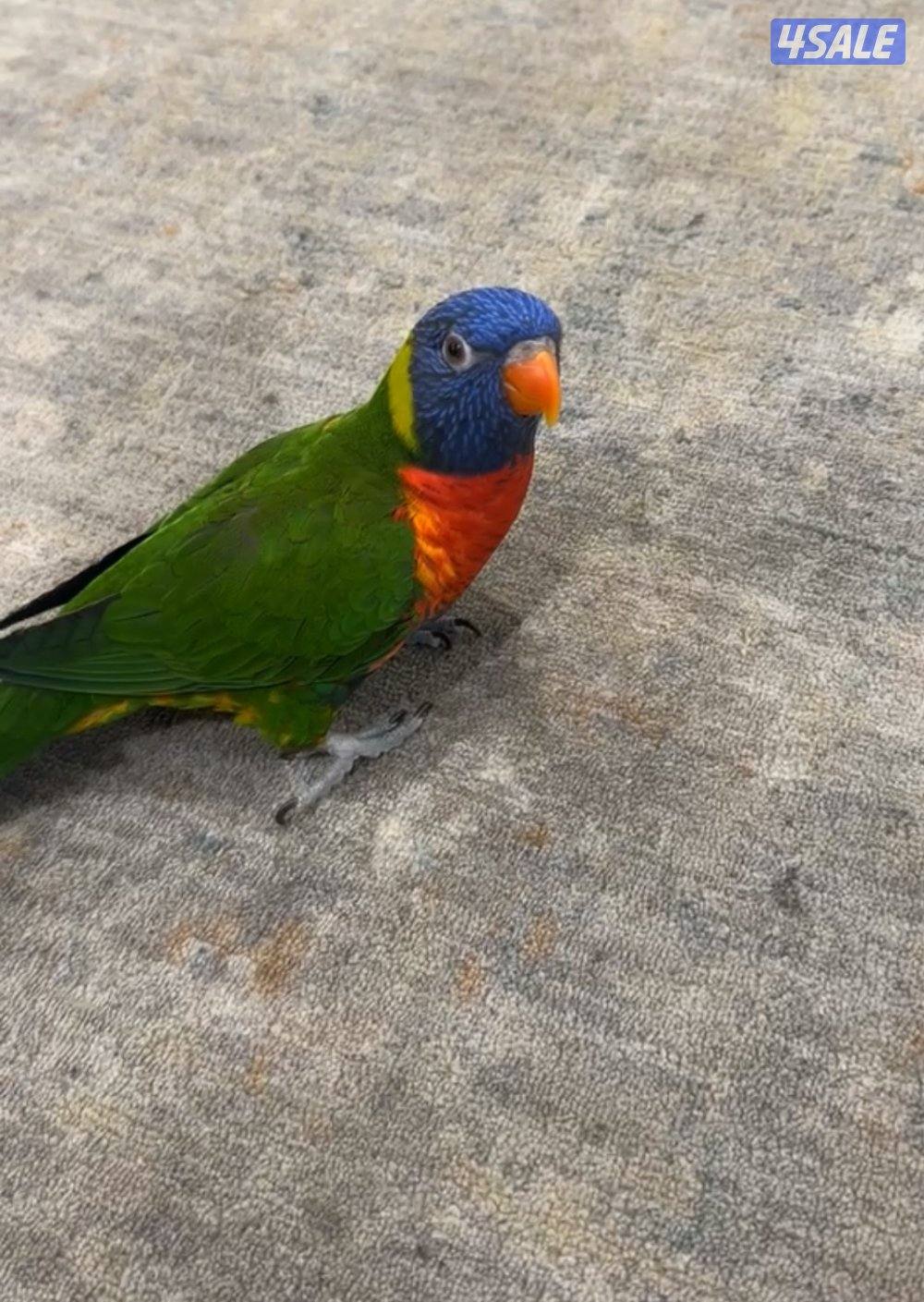 بغبغاء لوري0