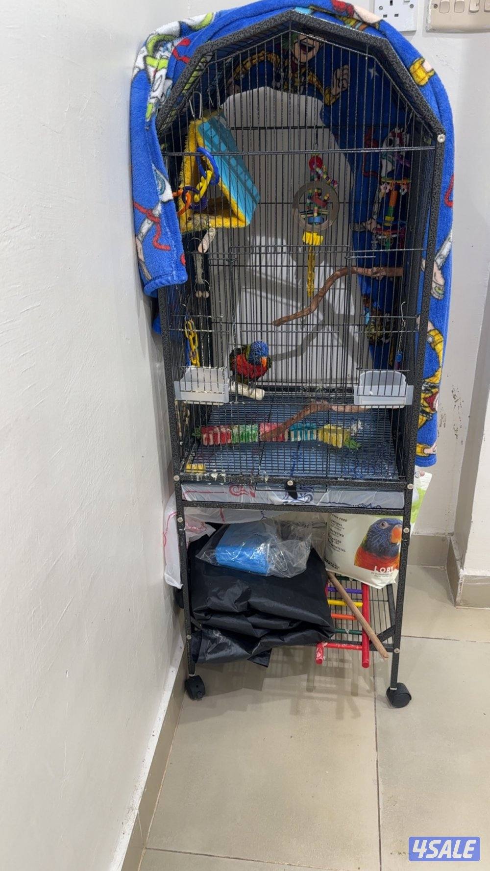 بغبغاء لوري1