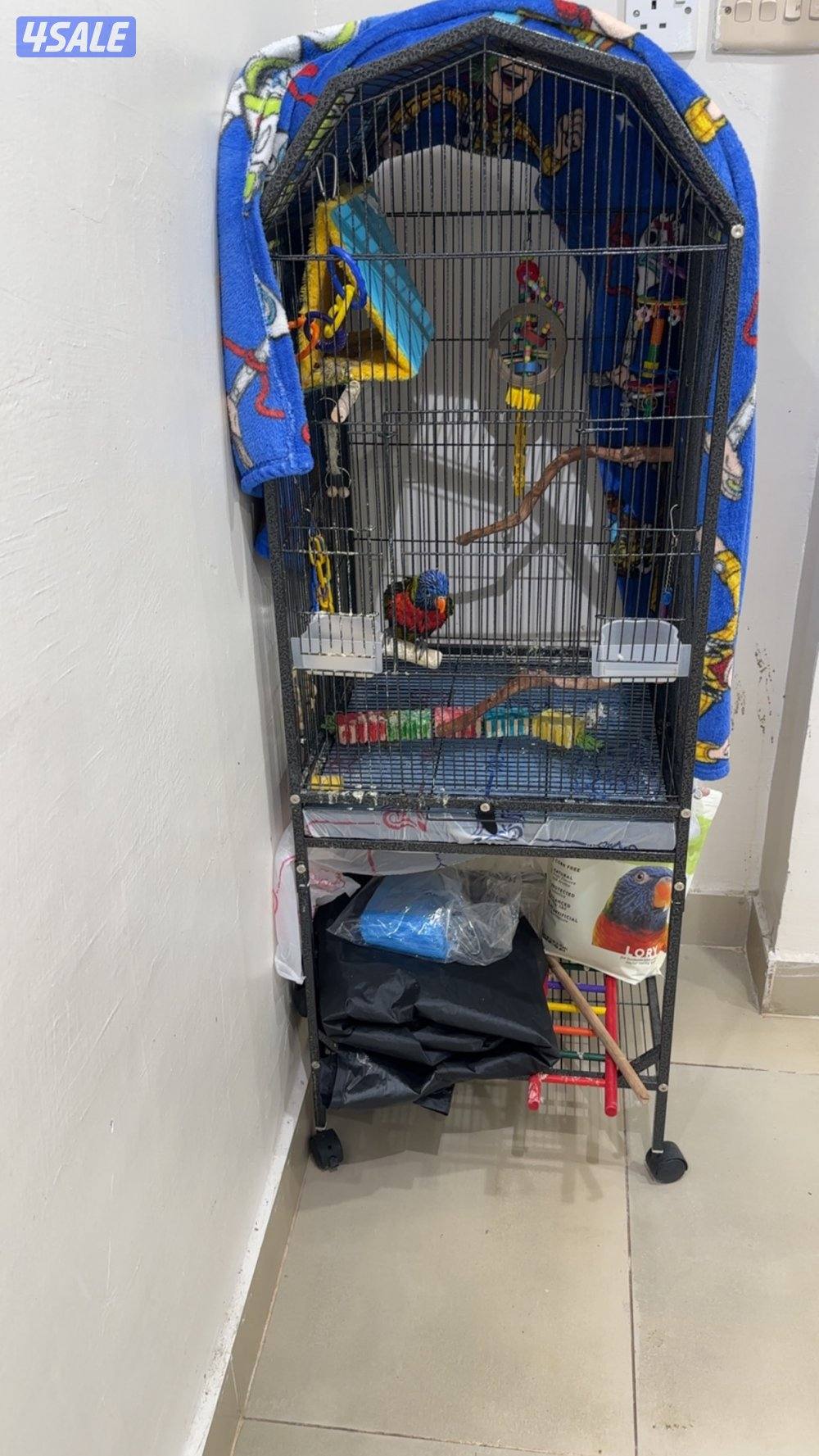 بغبغاء لوري2