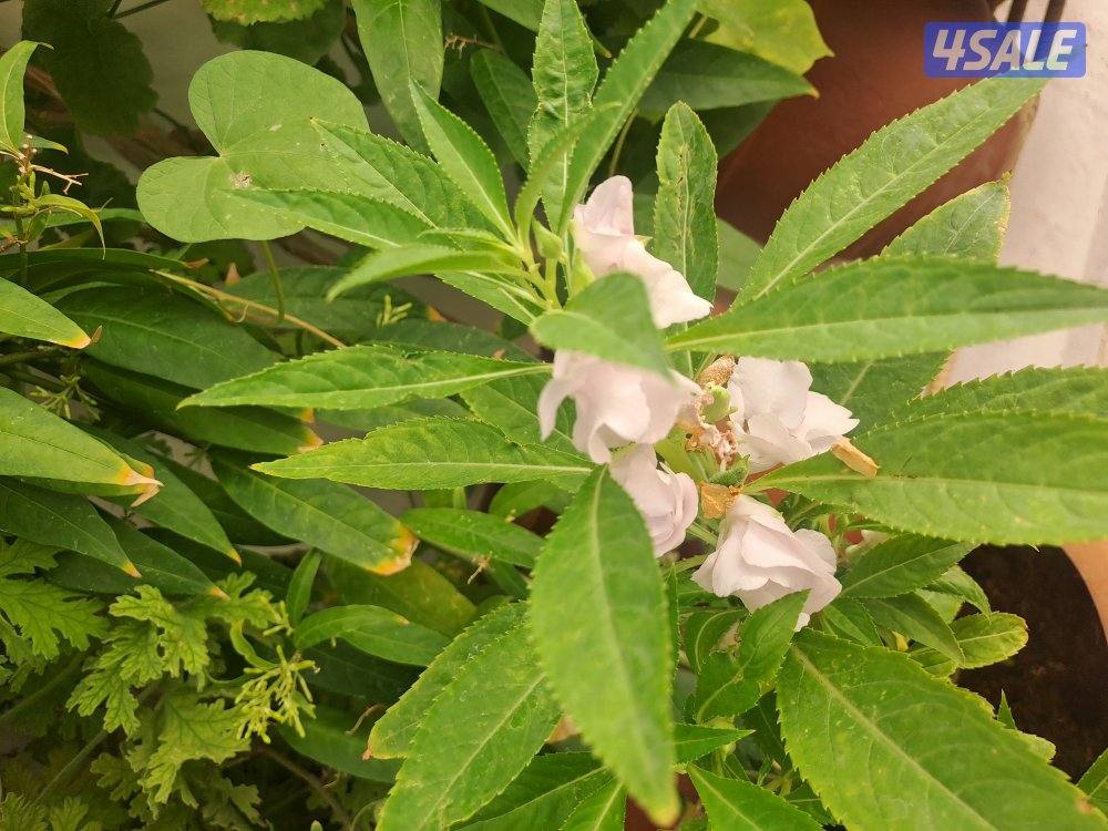 معلمة سورية تأسيس عربي ورياضيات0