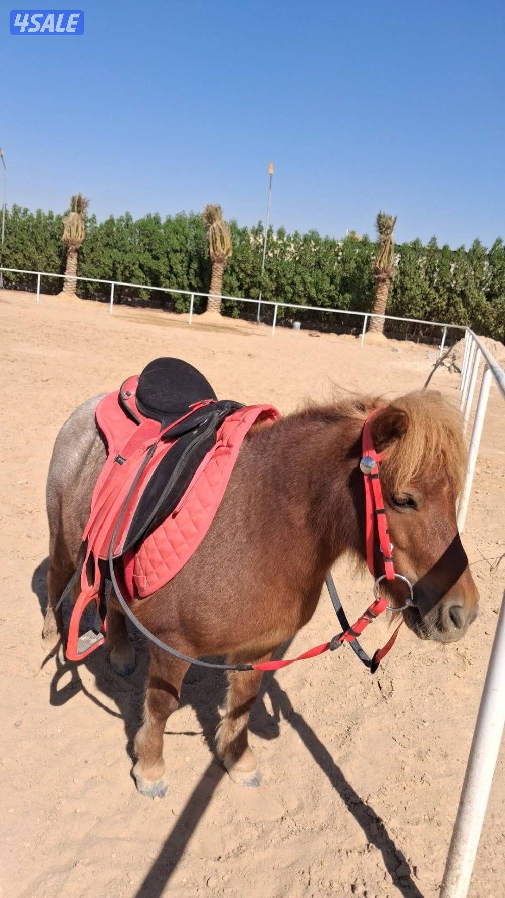 للبيع بونيه شرط السلم هاديه للاطفال0