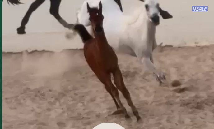 فرس مصرية مع المهر0