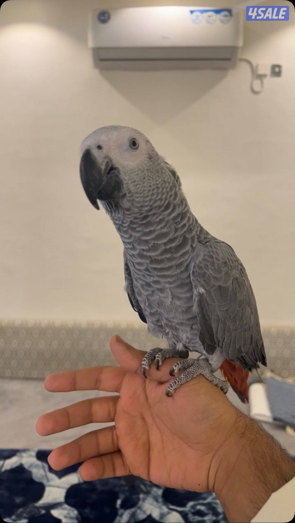 كاسكو افريقي تفريخ الكويت عمره 10 شهور ربوه هدد ، تفاصيل اكثر واتساب0