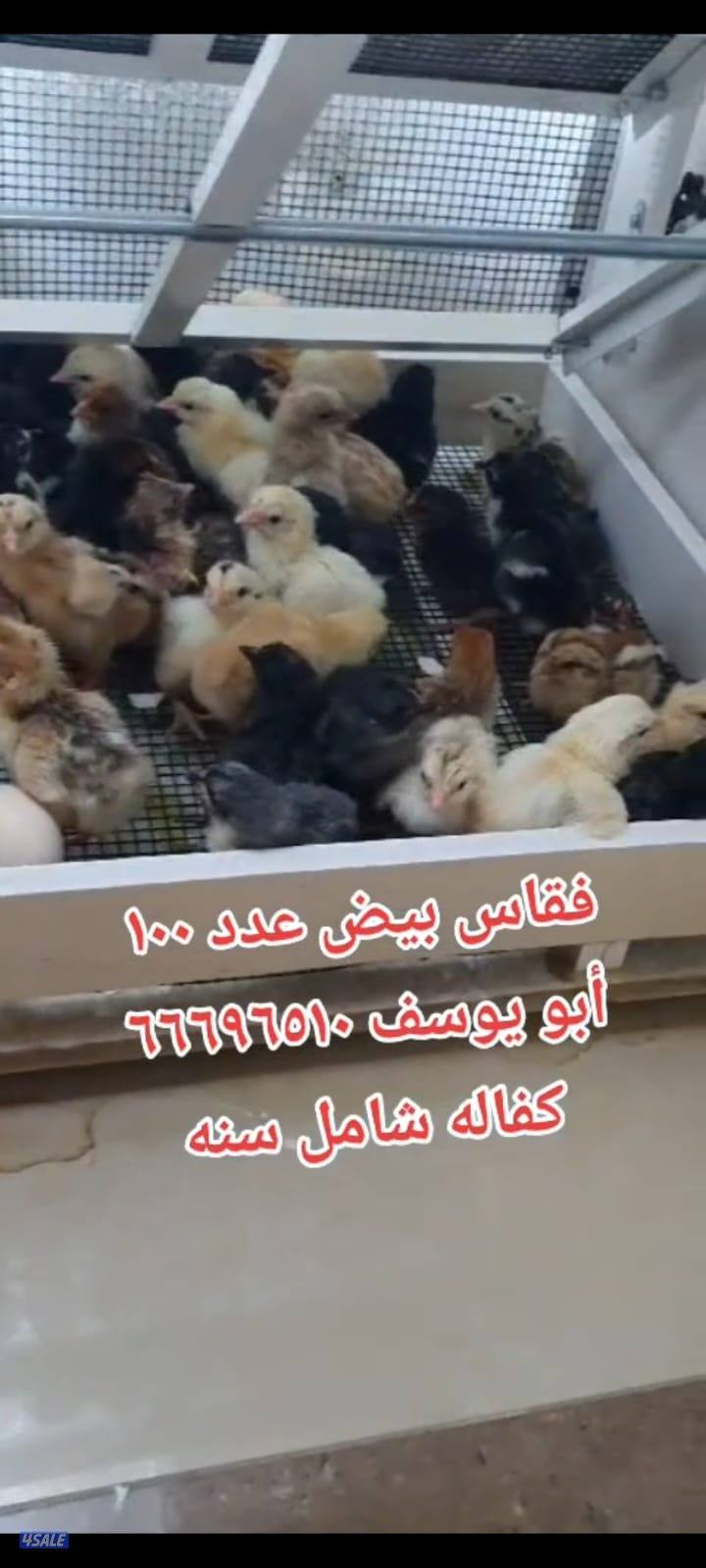 أبو يوسف باكستانى       بيع فقاسات مع كفالة شامل سنه في مجود ارب1