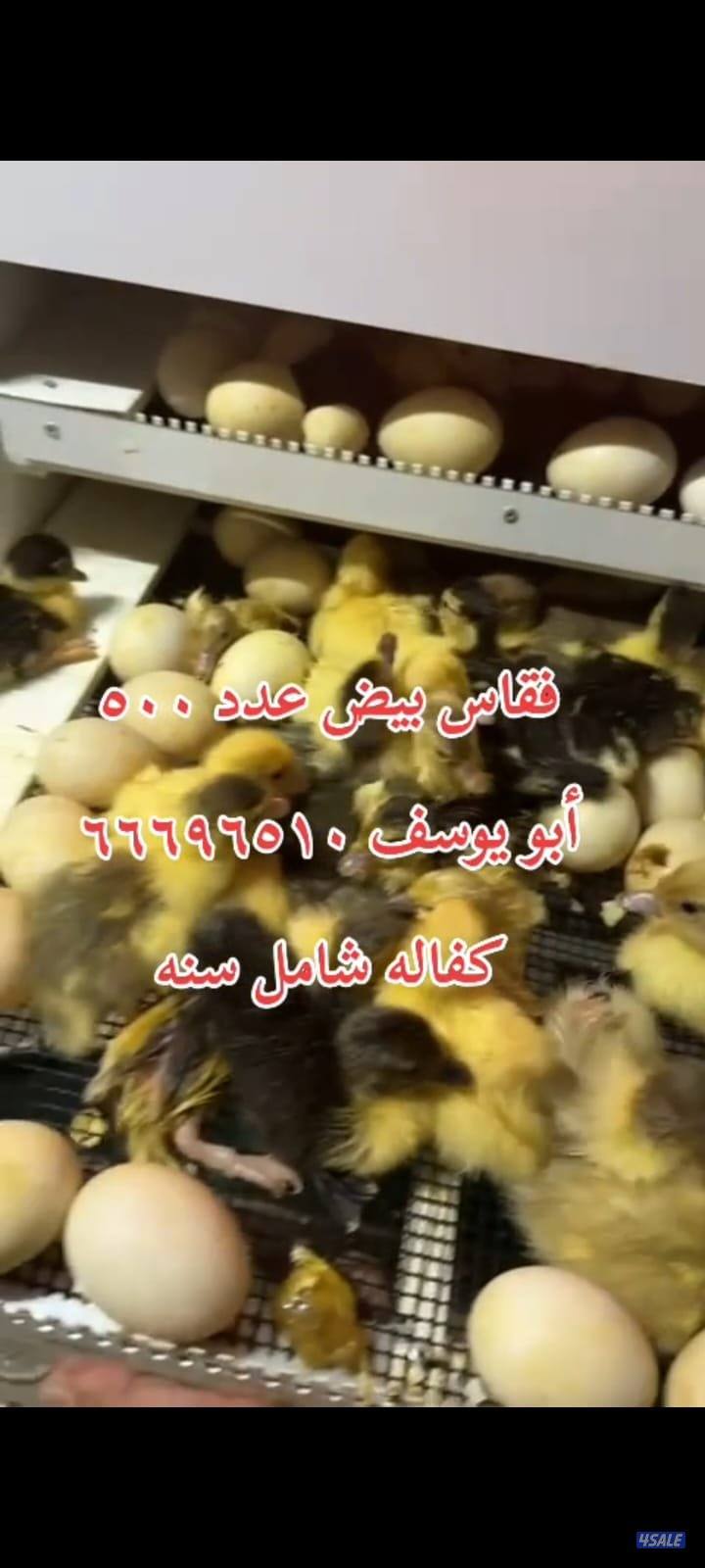 أبو يوسف باكستانى       بيع فقاسات مع كفالة شامل سنه في مجود ارب3