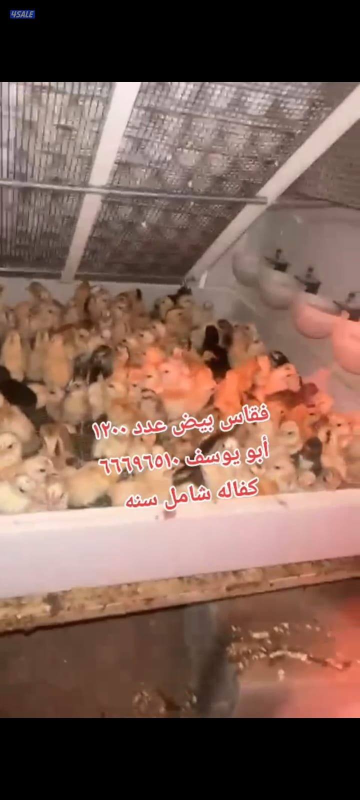 أبو يوسف باكستانى       بيع فقاسات مع كفالة شامل سنه في مجود ارب7