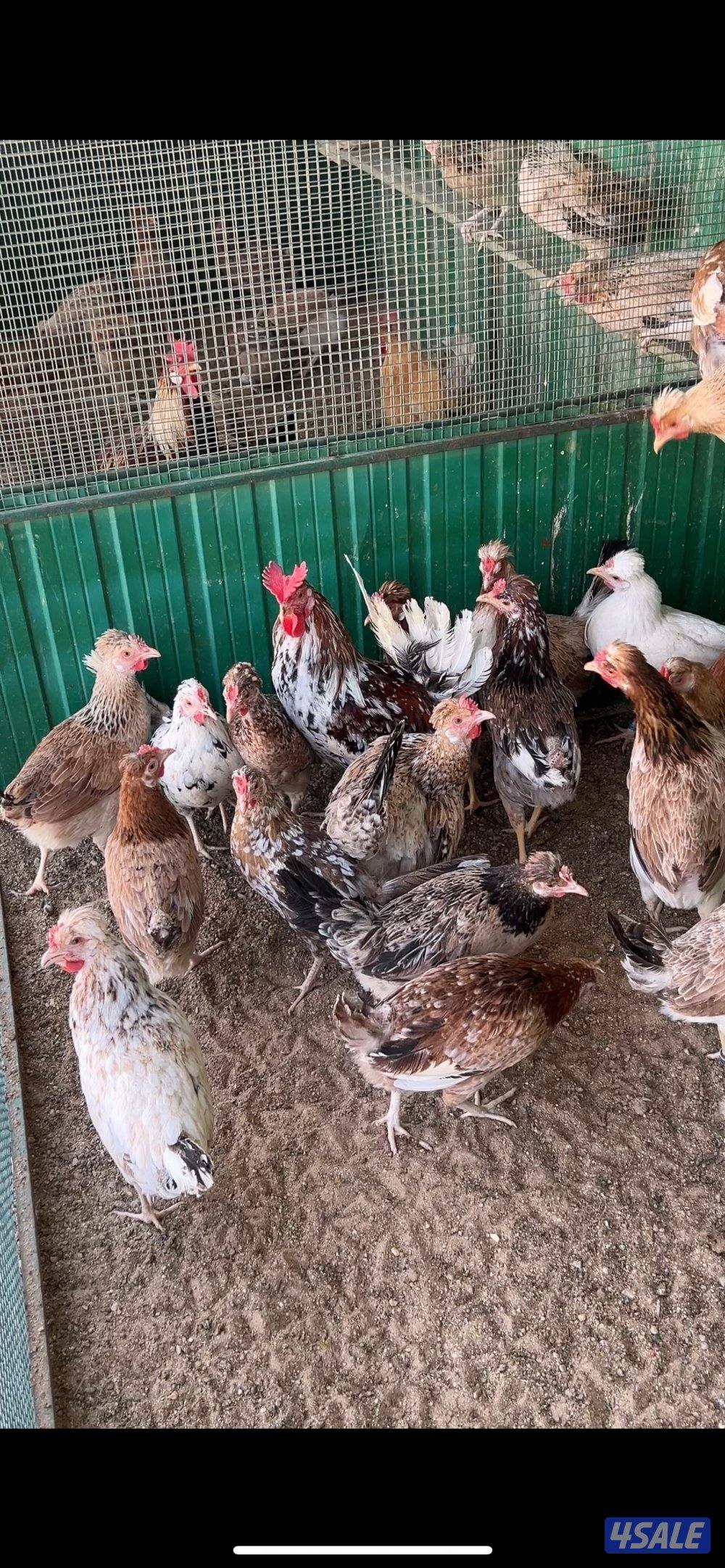 للبيع عربي قديم بياض ✅🚨🐔0