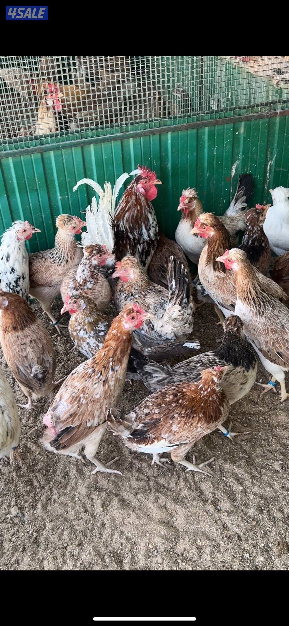 للبيع عربي قديم بياض ✅🚨🐔1