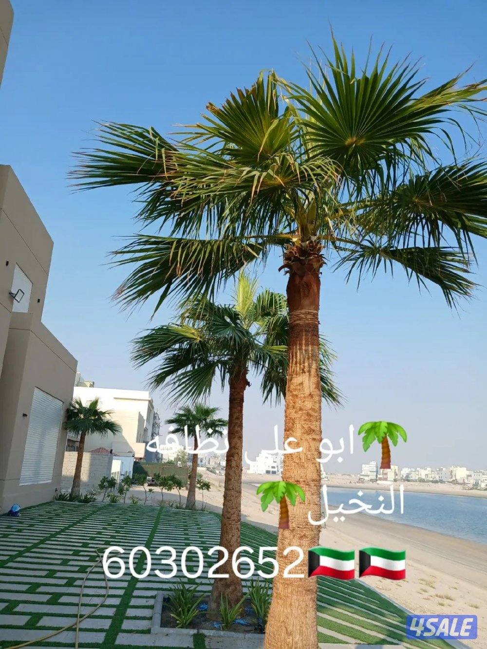 🌴 تكريب ونظافه النخيل 🌴جميع مناطق الكويت🇰🇼 وجميع قص الاشجار أبوعلي6