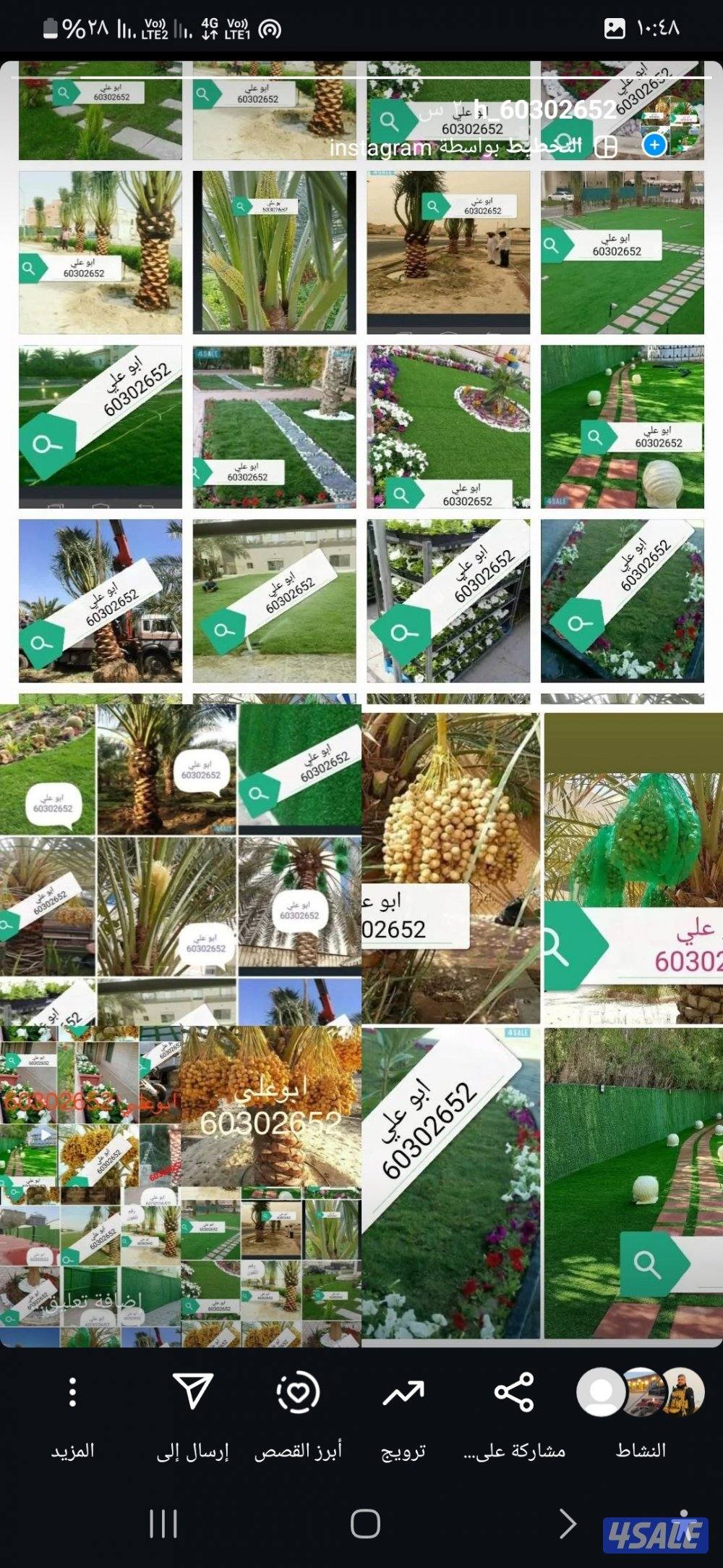 🌴 تكريب ونظافه النخيل 🌴جميع مناطق الكويت🇰🇼 وجميع قص الاشجار أبوعلي7