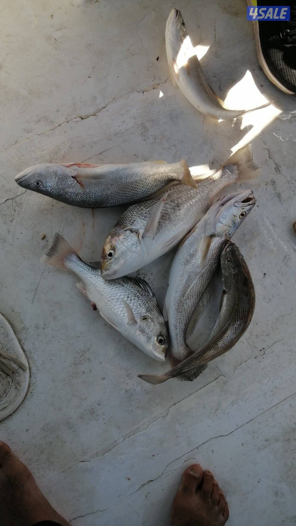 طراد ايجار رحلات بحرية طراد مجهز بالكامل توصيل فيلكا3