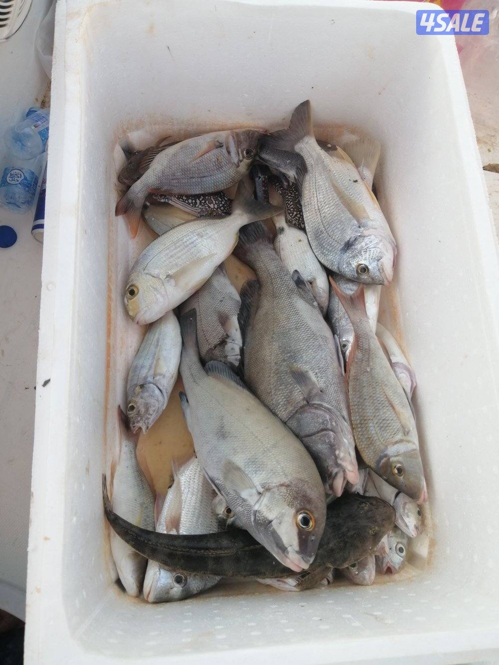 طراد ايجار رحلات بحرية طراد مجهز بالكامل توصيل فيلكا5