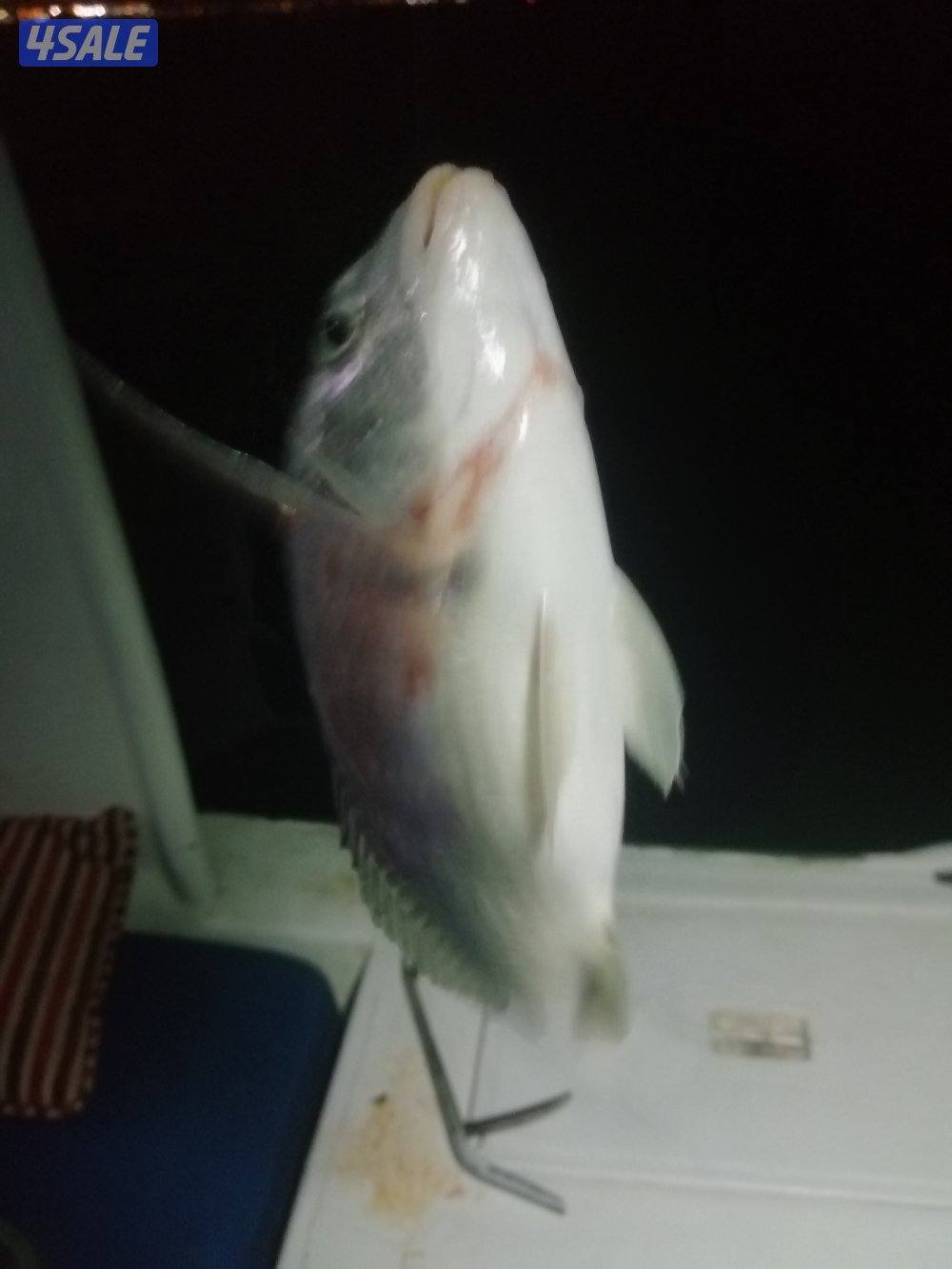 طراد ايجار رحلات بحرية طراد مجهز بالكامل توصيل فيلكا6